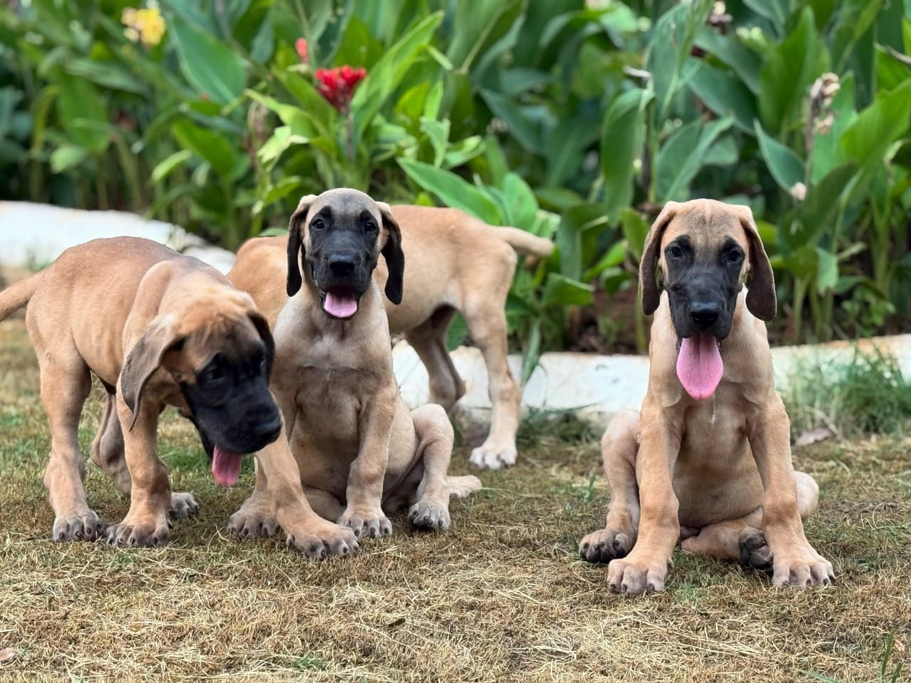 Great Dane